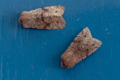 Clouded Drab (Orthosia incerta)