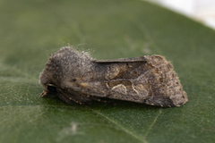 Hebrew Character (Orthosia gothica)