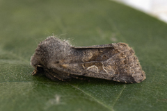 Buemerket seljefly (Orthosia gothica)