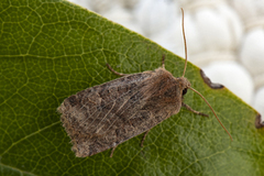 Variabelt flatfly (Conistra vaccinii)