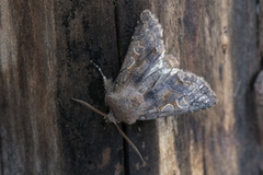 Hebrew Character (Orthosia gothica)