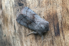 Brunbåndseljefly (Orthosia opima)