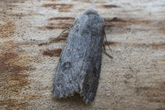 Lead-coloured Drab (Orthosia populeti)