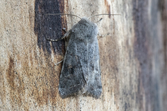 Lead-coloured Drab (Orthosia populeti)