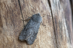 Lead-coloured Drab (Orthosia populeti)