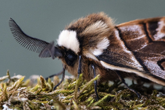 Vårspinner (Endromis versicolora)