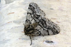 Brindled Beauty (Lycia hirtaria)