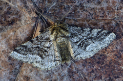 Brindled Beauty (Lycia hirtaria)