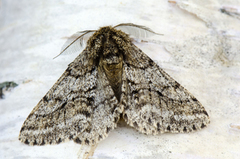 Brindled Beauty (Lycia hirtaria)