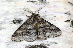 Brindled Beauty (Lycia hirtaria)