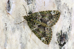 Autumn Green Carpet (Chloroclysta miata)