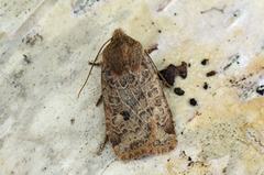 Variabelt flatfly (Conistra vaccinii)