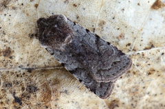 Red Chestnut (Cerastis rubricosa)
