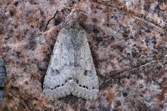 Lead-coloured Drab (Orthosia populeti)