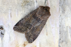 Hebrew Character (Orthosia gothica)