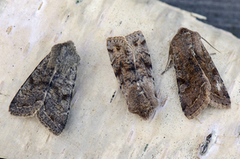 Clouded Drab (Orthosia incerta)