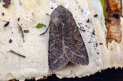Clouded Drab (Orthosia incerta)