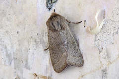 Common Quaker (Orthosia cerasi)
