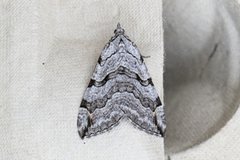 Treble-bar (Aplocera plagiata)