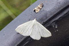 Black-veined Moth (Siona lineata)