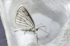 Black-veined Moth (Siona lineata)