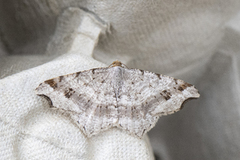 Sharp-angled Peacock (Macaria alternata)