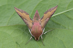 Small Elephant Hawk-moth (Deilephila porcellus)