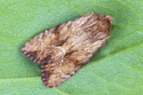 Gulbrunt engfly (Apamea sublustris)