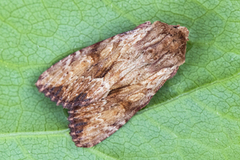 Reddish Light Arches (Apamea sublustris)