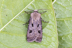 Heart and Dart (Agrotis exclamationis)