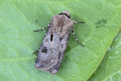 Heart and Dart (Agrotis exclamationis)