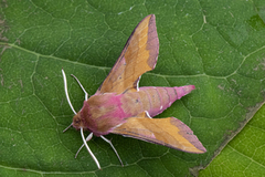 Small Elephant Hawk-moth (Deilephila porcellus)