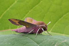 Small Elephant Hawk-moth (Deilephila porcellus)