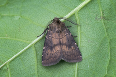 Skyggefly (Rusina ferruginea)