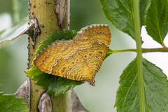 Yellow Shell (Camptogramma bilineata)