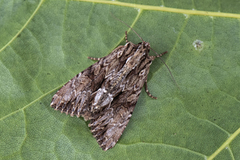 Stort engfly (Apamea monoglypha)