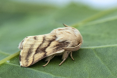 Båndringspinner (Malacosoma castrensis)