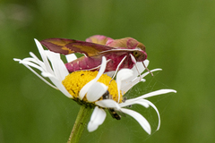 Liten snabelsvermer (Deilephila porcellus)