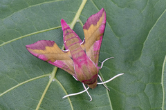 Liten snabelsvermer (Deilephila porcellus)