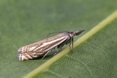 Hook-streaked Grass-Veneer (Crambus lathoniellus)
