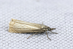 Garden Grass-veneer (Chrysoteuchia culmella)