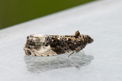 Marbled Orchard Tortrix (Hedya nubiferana)