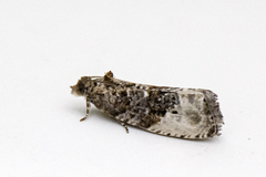 Marbled Orchard Tortrix (Hedya nubiferana)