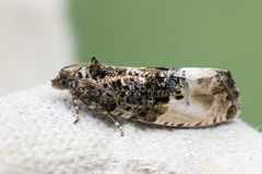 Marbled Orchard Tortrix (Hedya nubiferana)