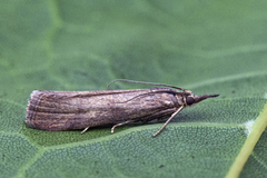 Bakkesmalmott (Hypochalcia ahenella)