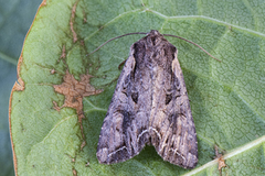 Brunt lundfly (Lacanobia suasa)