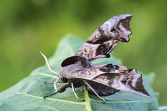 Kveldpåfugløye (Smerinthus ocellata)