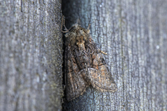 Buelinjet engfly (Oligia strigilis)