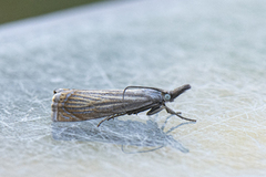 Garden Grass-veneer (Chrysoteuchia culmella)