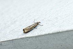 Tannebbmott (Crambus pratella)